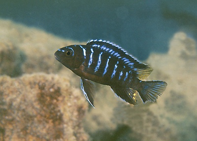 Tropheops sp. 'elongatus mbako' Cobwe